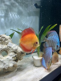 DISCUS for sale East London