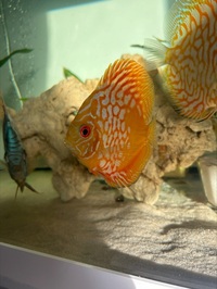DISCUS for sale in East London