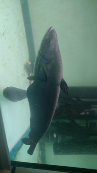 FREE Wallago leeri catfish 18 inches