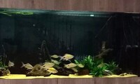 Filament barbs for sale, some large adults but mainly juvenille NORTH DEVON collection only