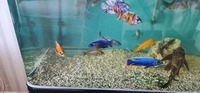 Peacock cichlid group