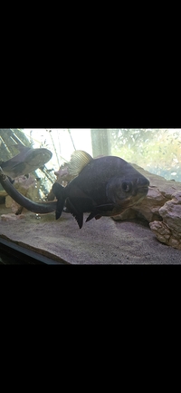 Red belly Pacu 14 inches plus £50
