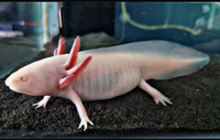 Axolotl x2 big chunky healthy