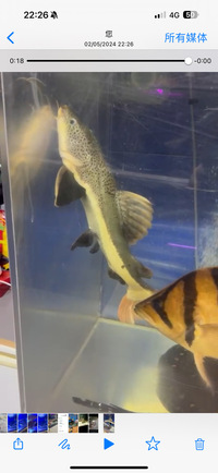 Large Predator Fish For Sale Sold out