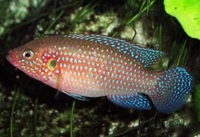 Cichlids, Large tinfoil barbs and a frontosia cichlid