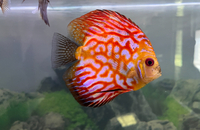 Stendker Discus for Sale