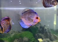 Stendker Discus for Sale