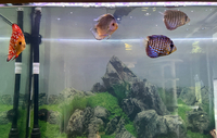 Stendker Discus for Sale