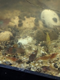 Orange Venezuelan Corydoras £4 each or 3 for £10