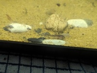 Sterbais corydoras £5 each of 6 for £20