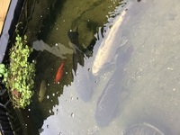 Three large and three smaller carp