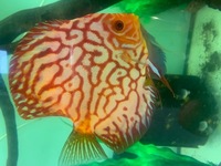 Tank of 4-6 inches Discus Beautiful Examples £250 including equipment