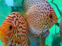 Tank of 4-6 inches Discus Beautiful Examples £250 including equipment