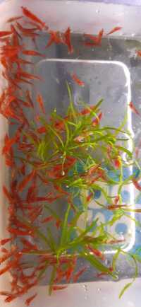 3cm young bristlenose plecos for sale/ Red Cherry shrimp / Guppy Grass