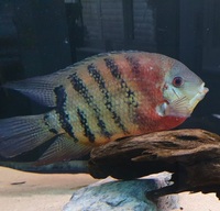 X3 10-12 inch curare red tiger severums £100 price fixed for quick sale