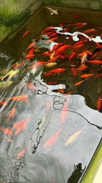 Goldfish available various sizes and colours