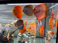 Discus for sale - manchester