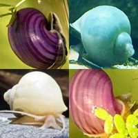 Mystery snails Pomacea bridgesii Purple, Blue, Magenta and Ivory