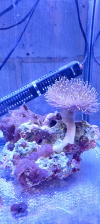 REDUCED - Long polyp toadstool on live rock