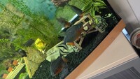 FREE TO A GOOD HOME. 4 PACU FISH