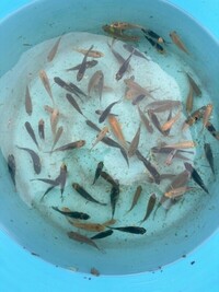 Koi for sale - 2-3 inches - 3-4 inches and bigger