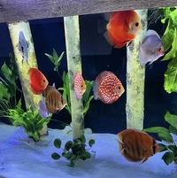 Last 7 Stendker discus available
