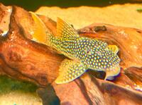 L014 Sunshine Pleco - amazing fish