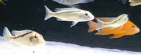 Buccochromis Lepturus Green & Buccochromis Heterotaenia