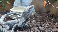 Indonesian Frilled dragon for sale, £175