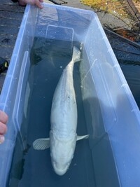 Koi - 2-28 inches