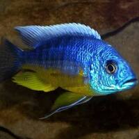 Aulonocara large males available