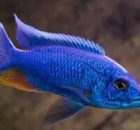 Aulonocara large males available