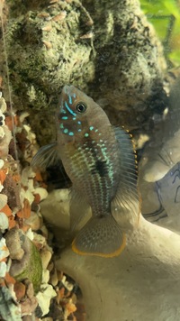 Mixed Cichlids etc £50 for all