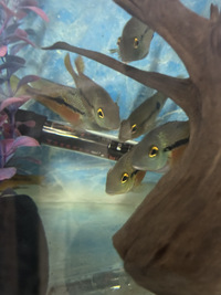 Sell Nicaraguan cichlids. each£10