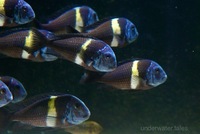 F1 Tropheus Duboisi Maswa fry for sale