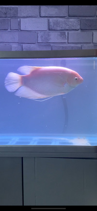 Giant gourami