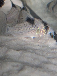 Wild Agassizi Corys