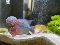 Red flowerhorn 