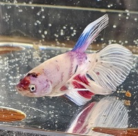 Double and veil tail koi bettas available