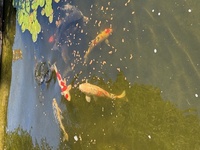 Koi Carp - quick sale needed