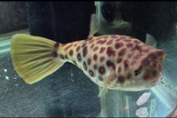 Cross River puffer fish