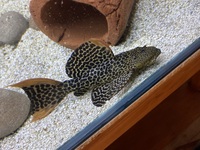 Plecos … L14, L114, L200 L177 & whiptail