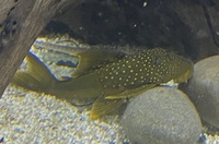 Plecos … L14, L114, L200 L177 & whiptail