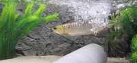 Golden Crossback Asian Arowana