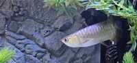 Golden Crossback Asian Arowana