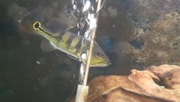 Peacock bass for sale.azul and ocellaris £50