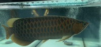 Violet Fusion Super Red Arowana