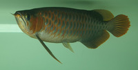 Violet Fusion Super Red Arowana