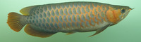 Violet Fusion Super Red Arowana