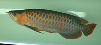 Violet Fusion Super Red Arowana